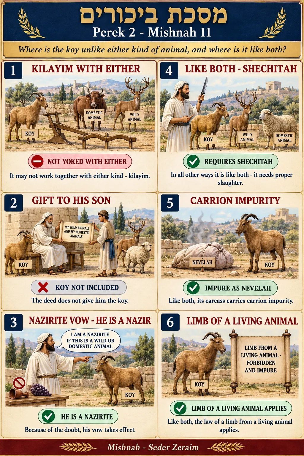 Infographic for Bikkurim 2:11: LIKE NEITHER - AND LIKE BOTH
