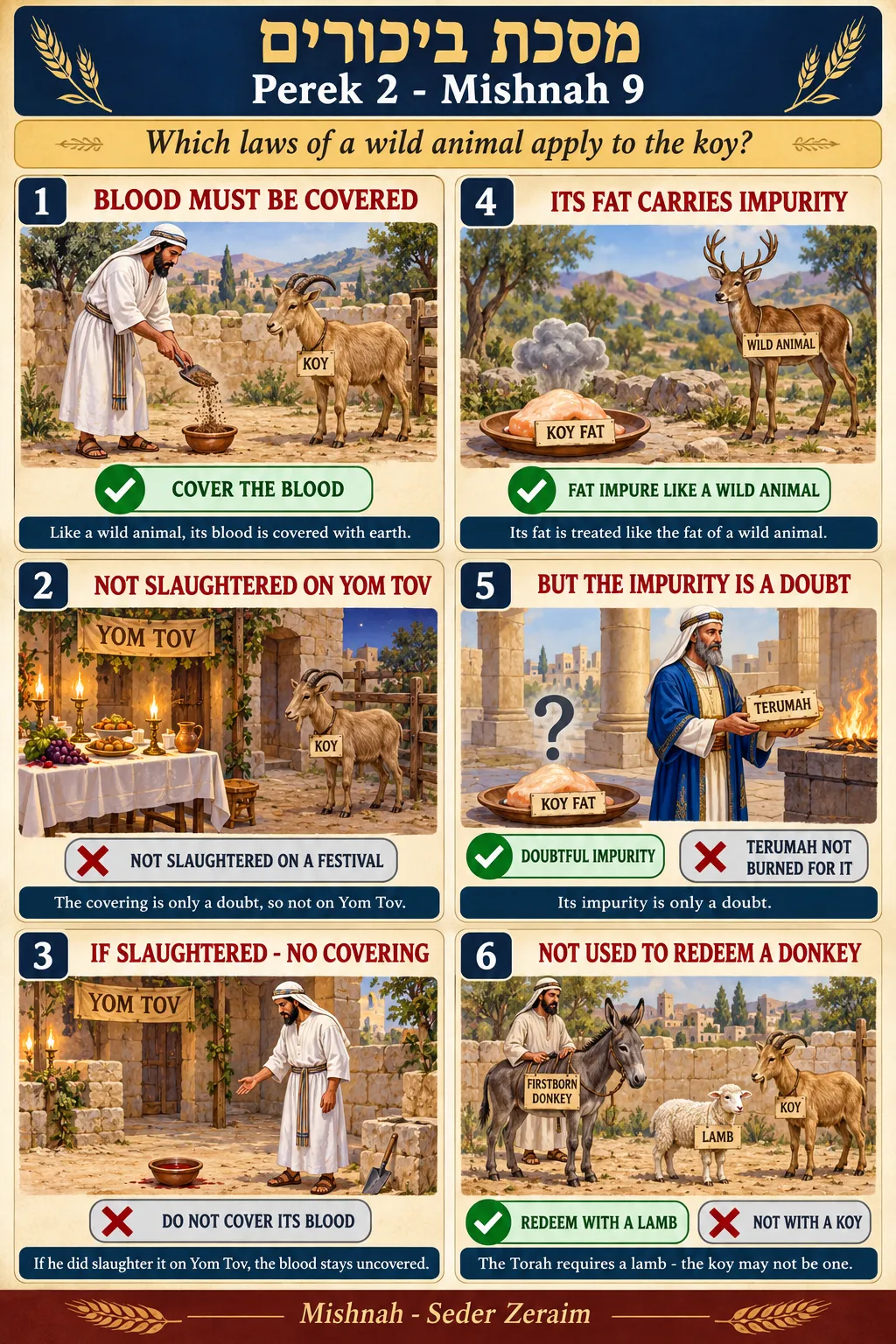 Infographic for Bikkurim 2:9: HOW THE KOY IS LIKE A WILD ANIMAL
