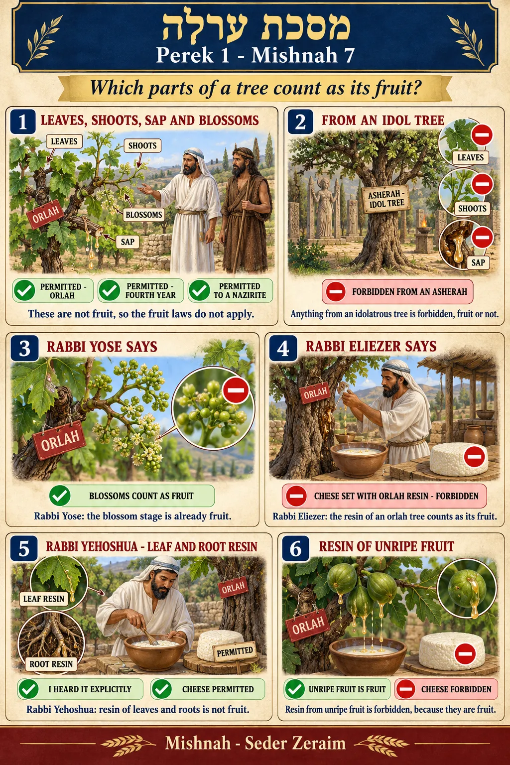 Infographic for Orlah 1:7: LEAVES, SAP AND BLOSSOMS