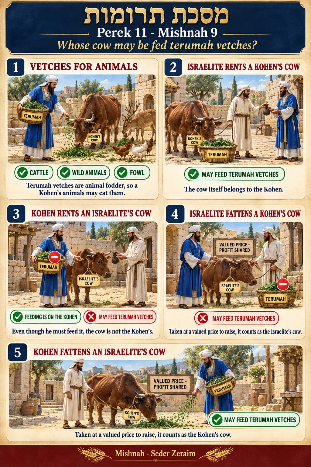 Infographic for Terumos 11:9: TERUMAH VETCHES FOR A COW