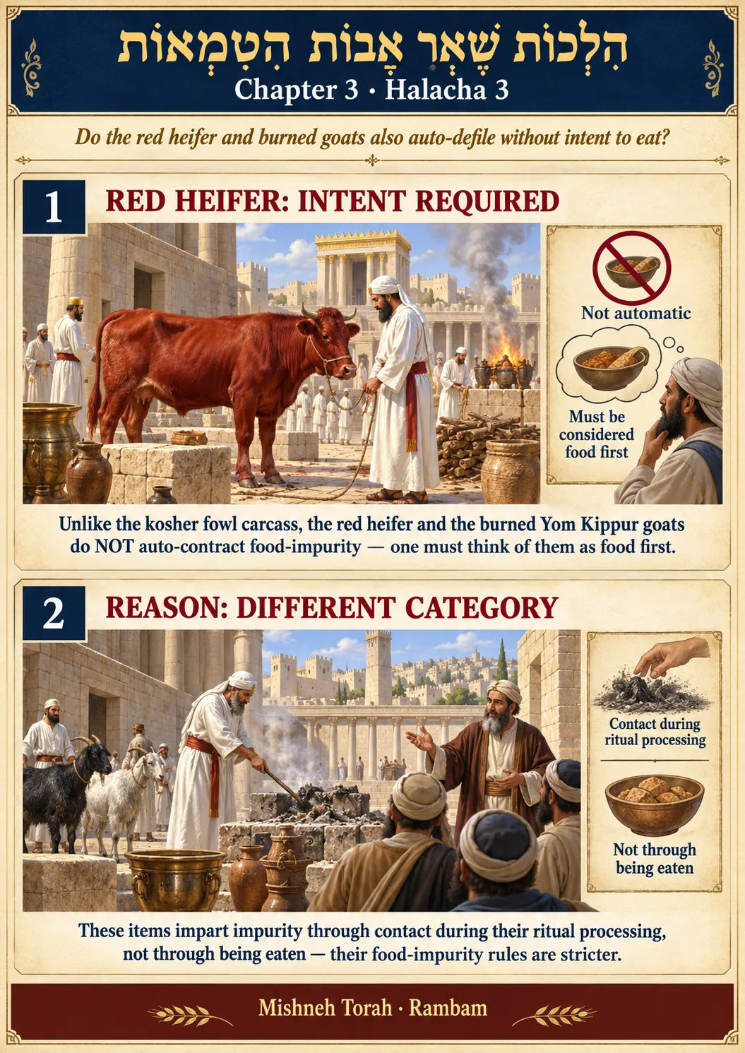 Infographic for halacha 3:3