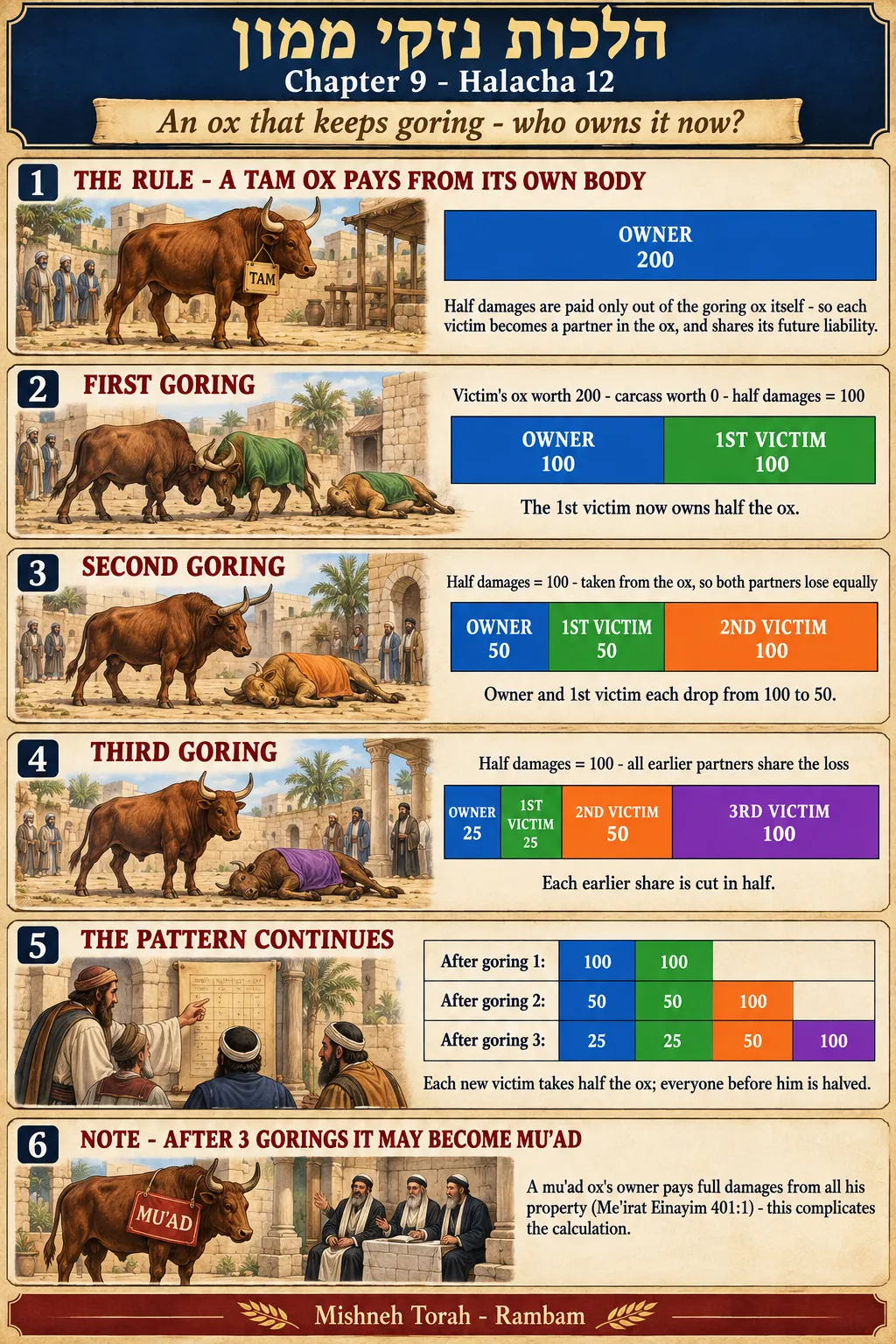 Infographic for halacha 9:12: An ox that keeps goring - who owns it now?