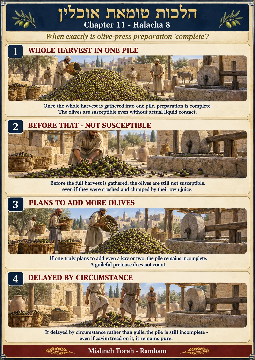 Infographic for halacha 11:8