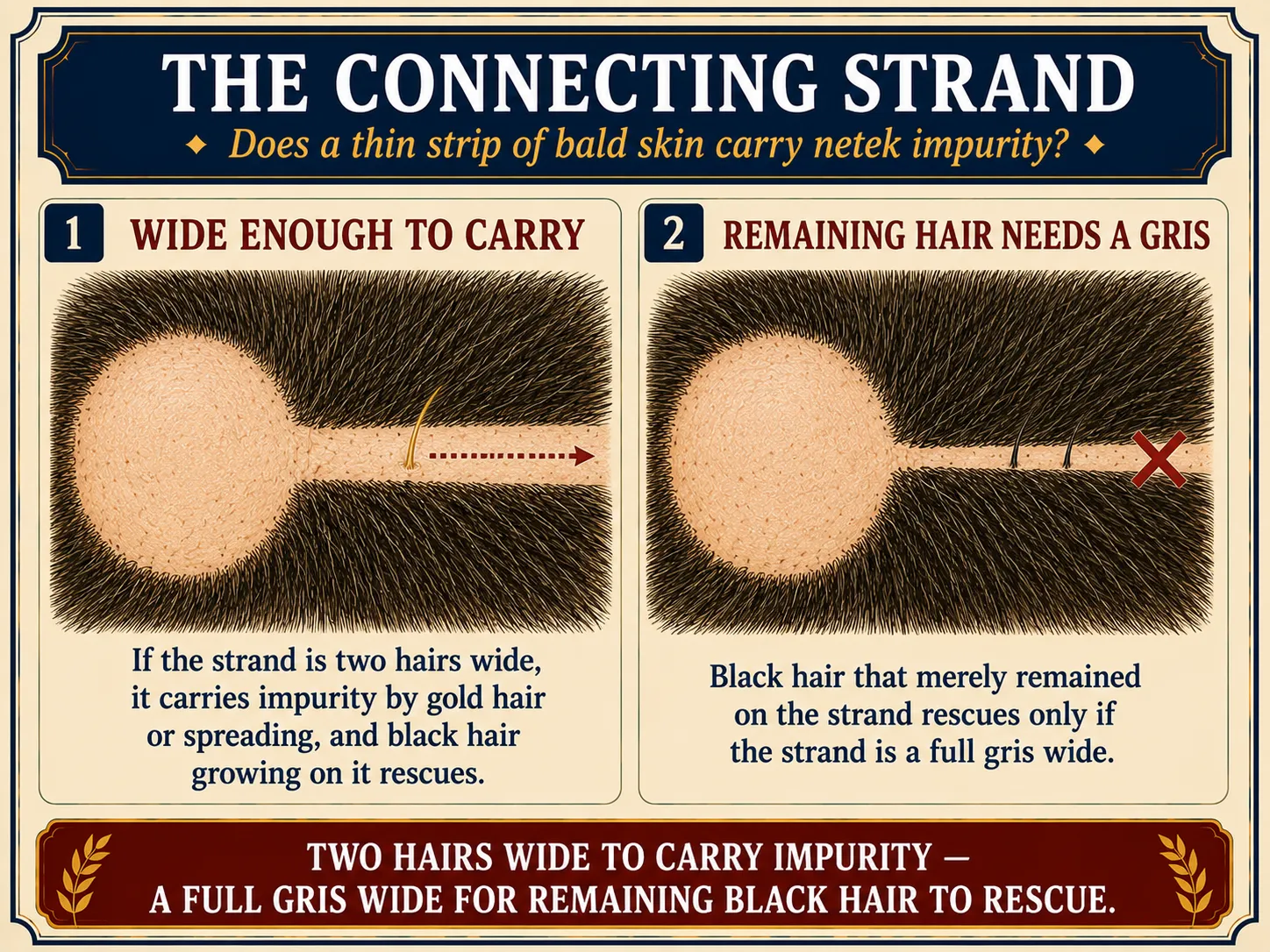 Infographic for halacha 8:11: THE CONNECTING STRAND — Does a thin strip of bald skin carry netek impurity?